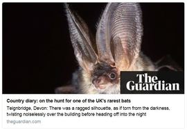 Guardian grey long-eared bats