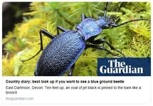 blue ground beetle charlie elder