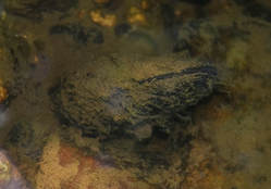 freshwater mussel charlie elder