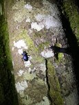 Blue ground beetle robbie phillips